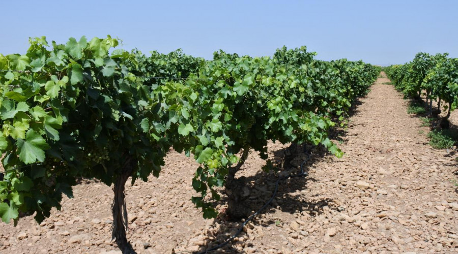 Castilla-La Mancha asume tres millones de euros más de reestructuración de viñedo, alcanzado un total de 35 millones de ayudas